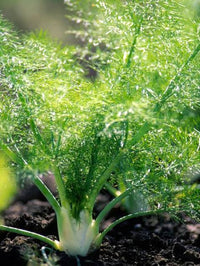 Fennel Plug Plants for Herb and Vegetable Gardens
