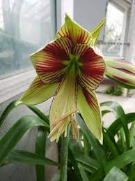 Light Yellow Hippeastrum Flower Seeds for Planting