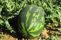 Watermelon plant growing with trailing green vines