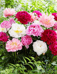 Mixed peony flowers growing in garden plants