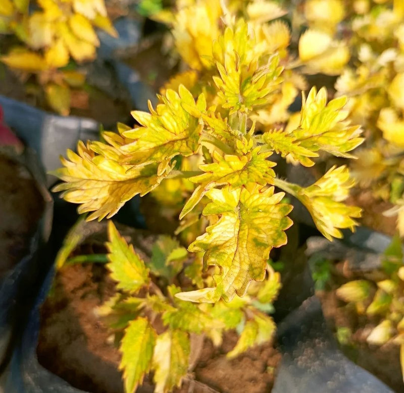 Yellow Coleus Plant Seeds for Planting - Heirloom and Non-GMO Garden Seeds