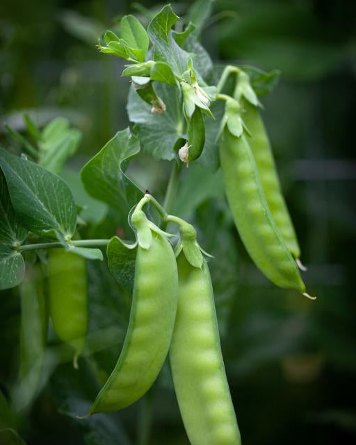 Oregon Sugar Pod II Pea Seeds for Planting heirloom & Non-GMO Seeds