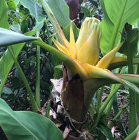 Heirloom Musella Lasiocarpa Flower Seeds – Rare Garden Plant