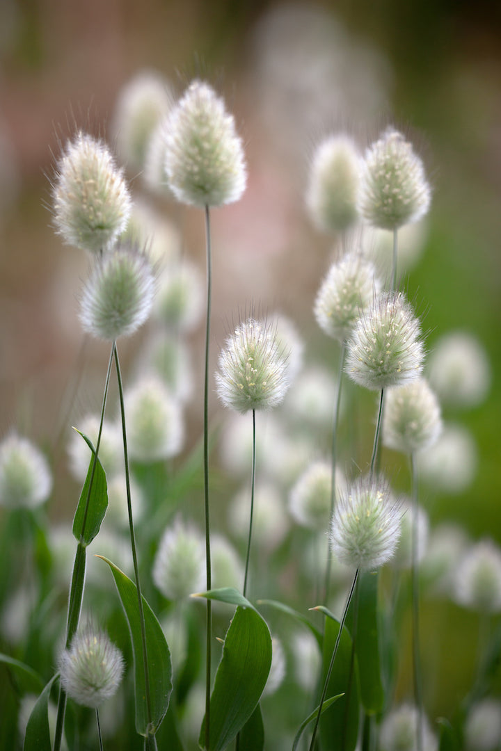 Heirloom Non-GMO Lagurus Ovatus Flower Seeds for Planting ? Bunny Tail Grass Ornamental Blooms