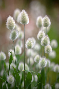 Heirloom Non-GMO Lagurus Ovatus Flower Seeds for Planting ? Bunny Tail Grass Ornamental Blooms