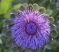 Purple Globe Artichoke plant with large ornamental edible buds in garden