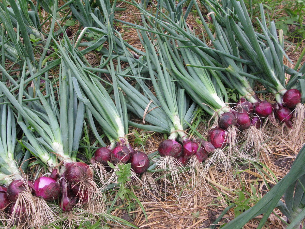 Red Shallot Onion heirloom seeds for home vegetable gardening