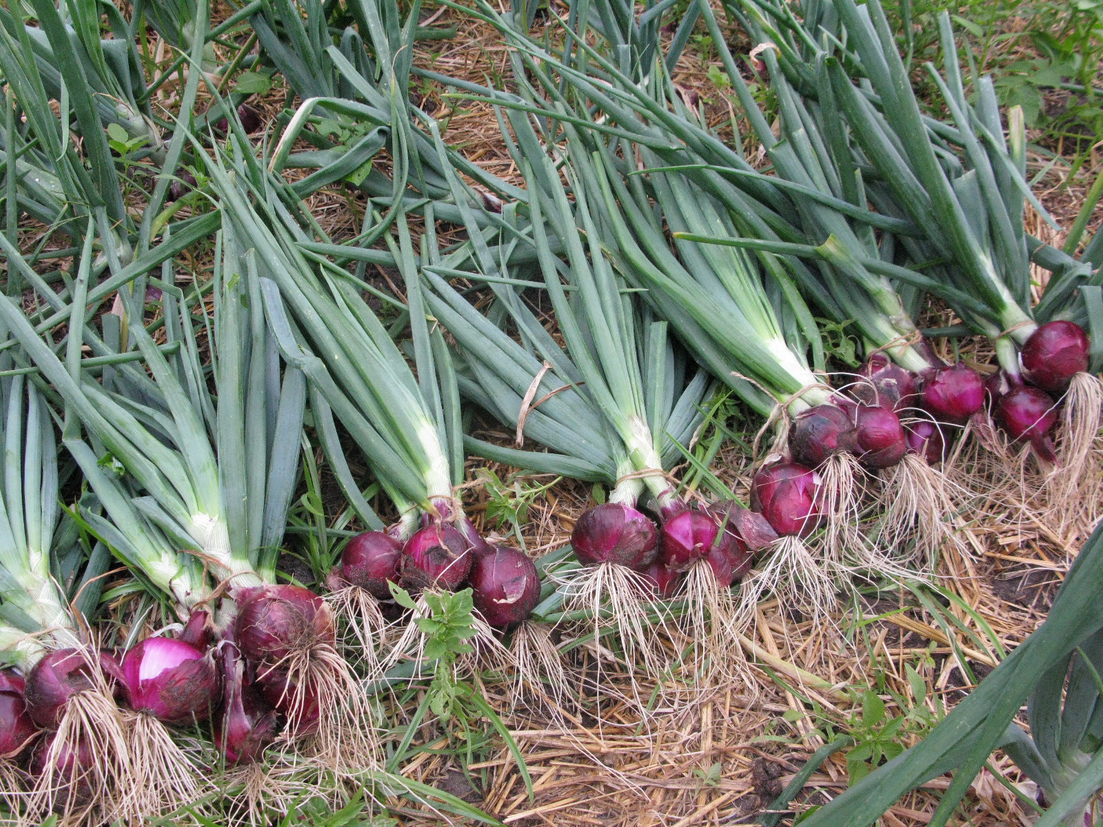 Red Shallot Onion heirloom seeds for home vegetable gardening