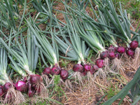 Red Shallot Onion heirloom seeds for home vegetable gardening