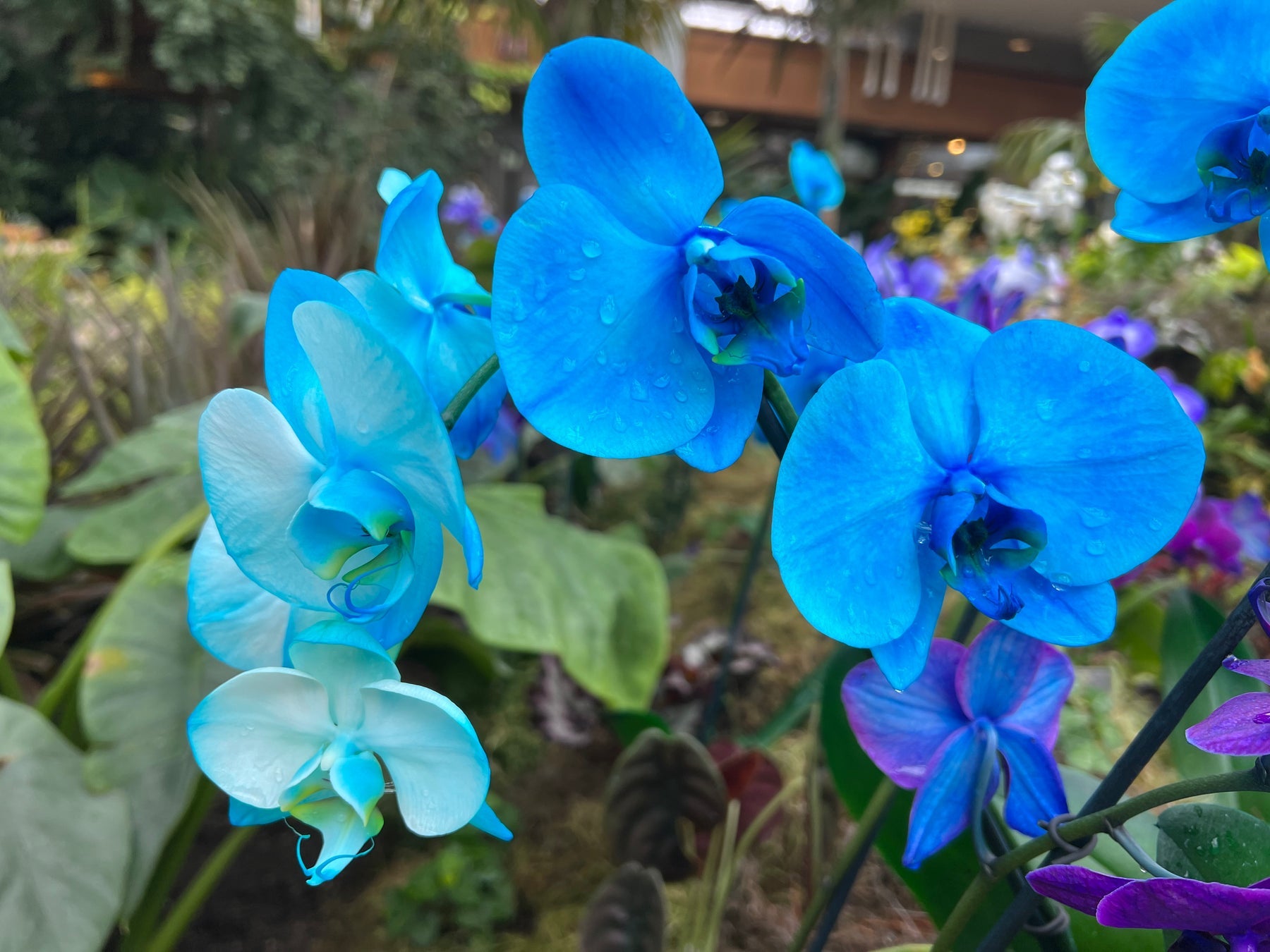 Orchid Flower Seeds for Planting, Heirloom, Non-GMO, 100 pcs