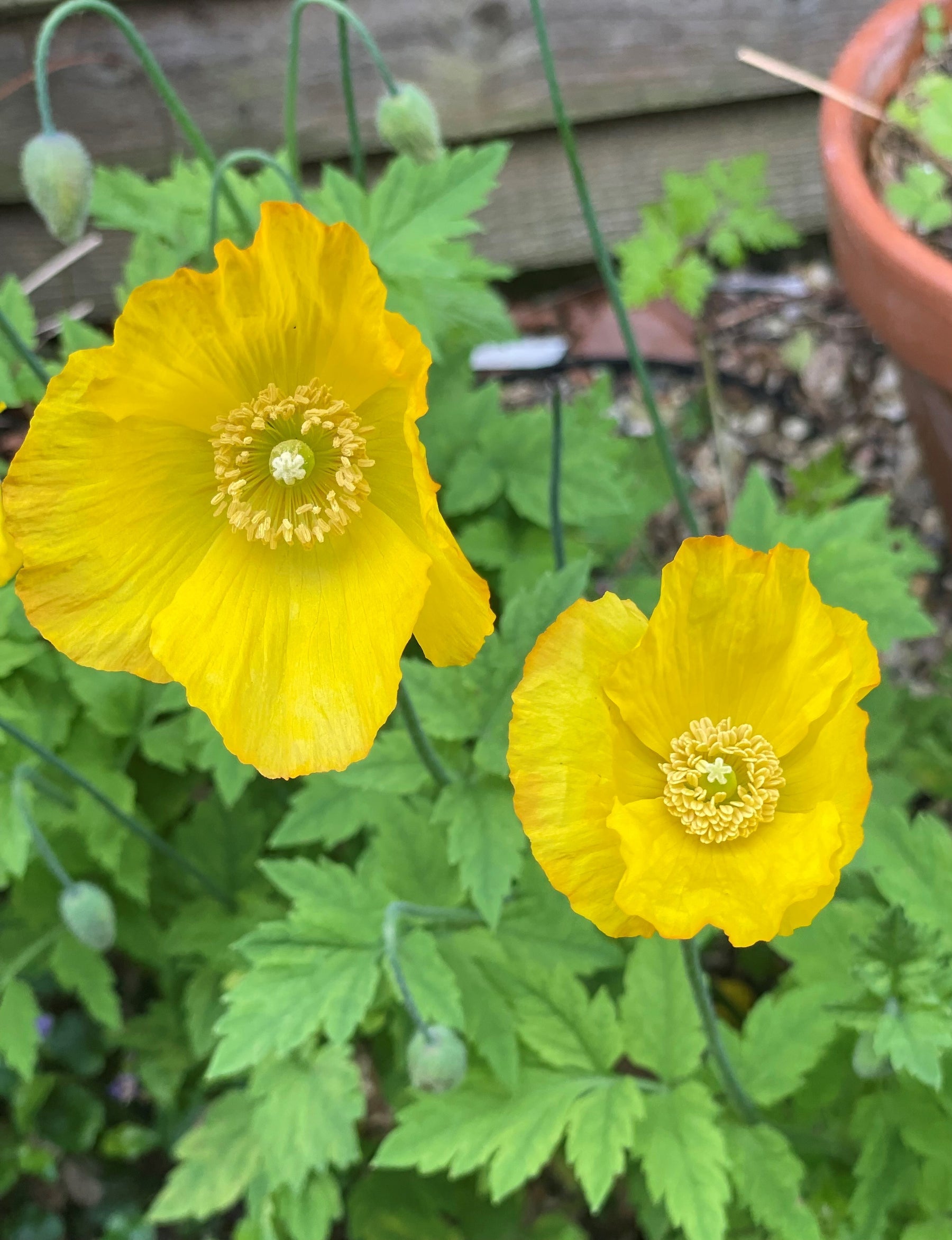 Meconopsis Cambrica Flower Seeds, Heirloom, Non-GMO Seeds for Planting