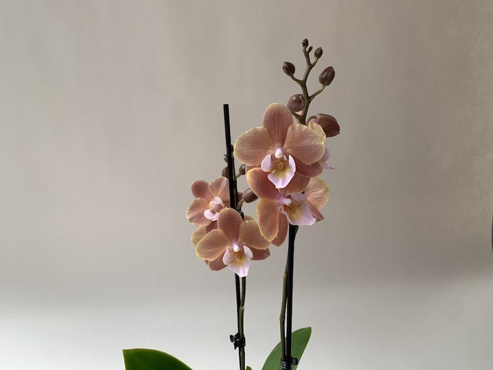 CreamPhalaenopsis Orchid Seeds for Planting - NON GMO Seeds for Home Garden