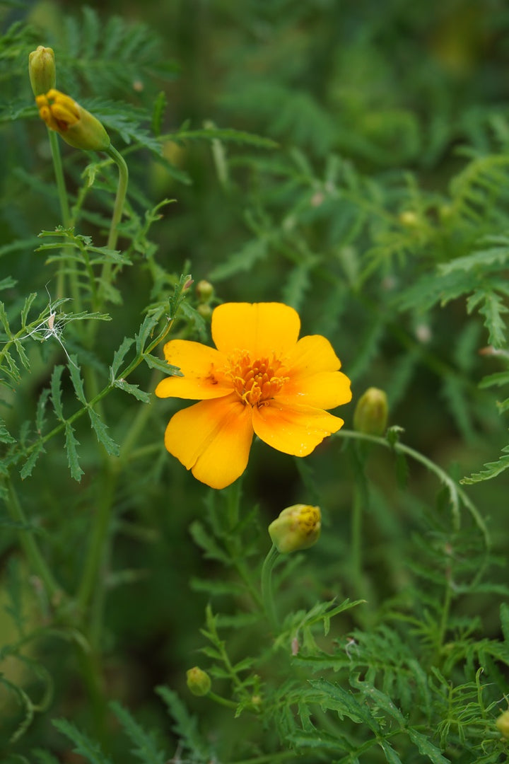 Tangerine Gem Flower Seeds for Planting, Heirloom, Non-GMO Flower Seeds