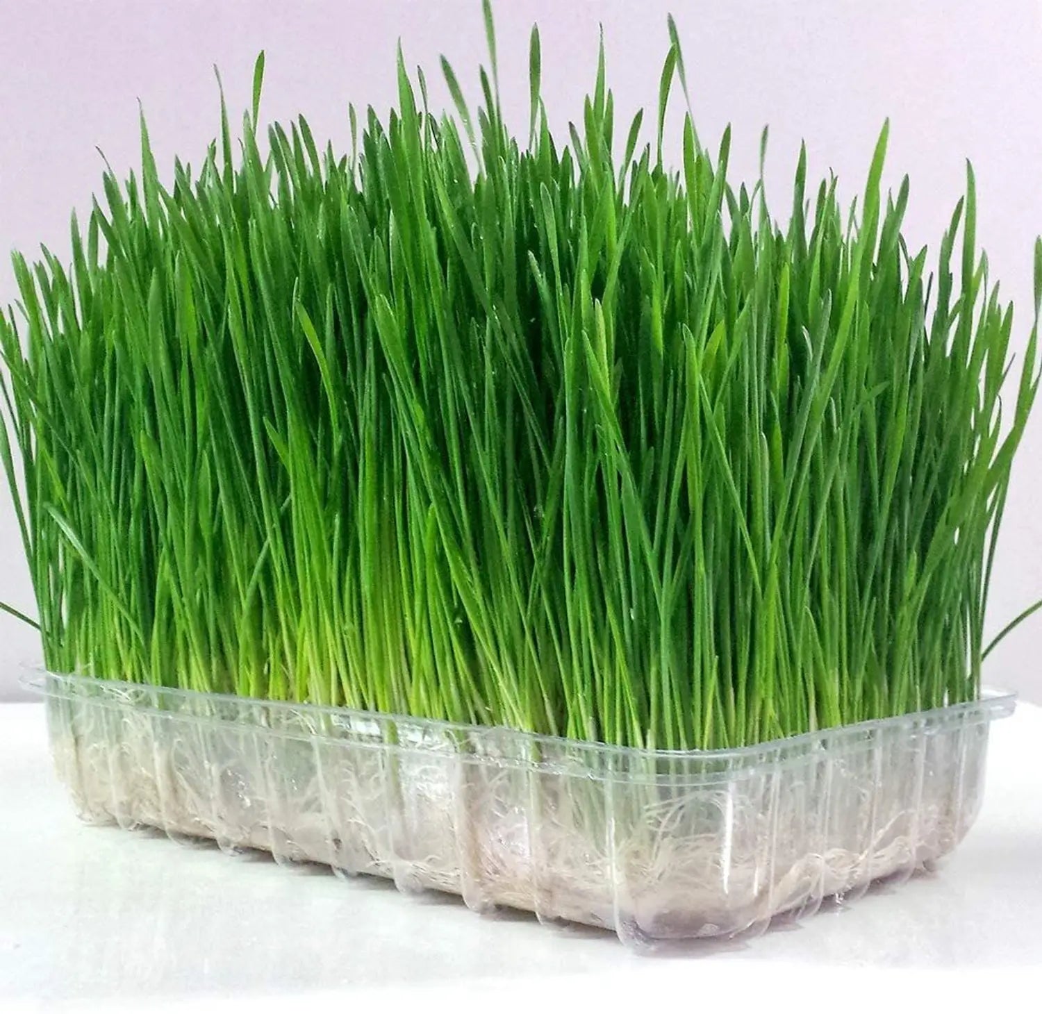 Healthy Cat Grass growing indoors in a bright location.