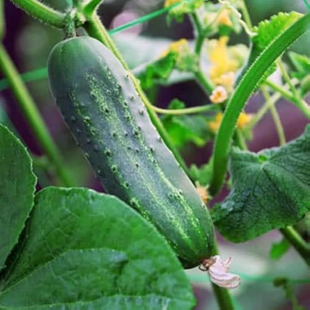 Indoor Cucumber Zozula plant growing in a container