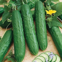 Indoor Cucumber Zozula seeds for home vegetable growing