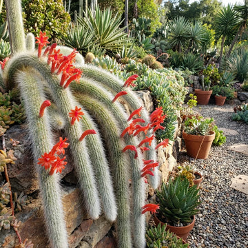 Unique Monkey Tail Cactus live plant ideal for hanging planters and home décor.