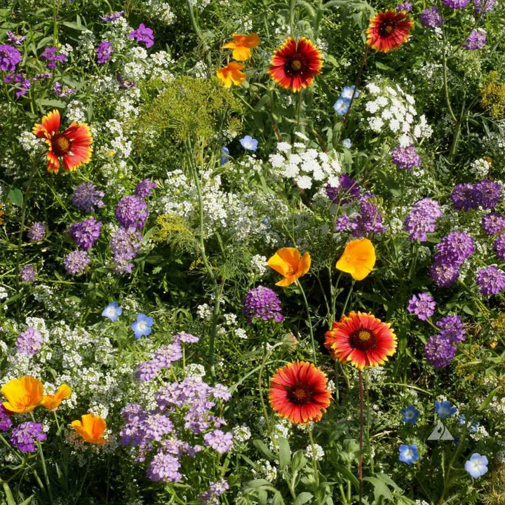 Mix Apple Blossom Flower Seeds for Planting - 100 pcs