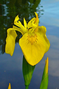 Flag Flower Seeds for Planting - NON GMO Seeds