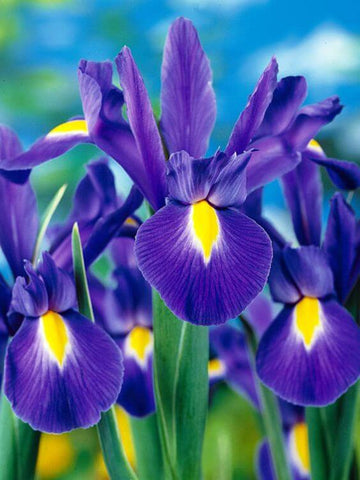 Perennial iris flowers blooming in a colorful outdoor garden

