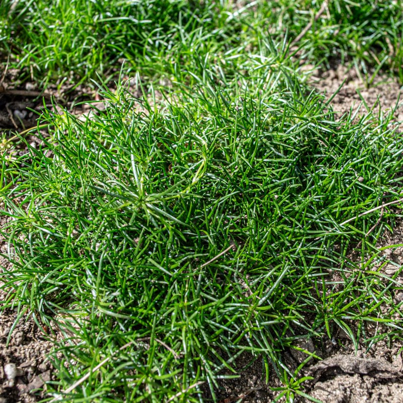 Heirloom Non-GMO Irish Moss Plant Seeds for Planting – Ground Cover for Lush Green Landscapes