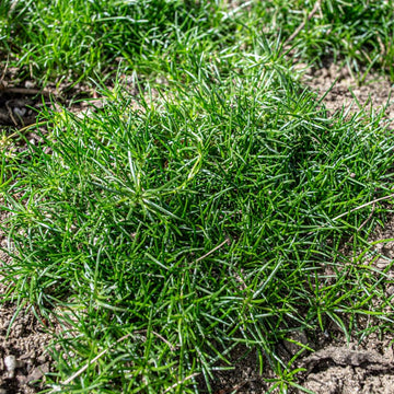 Heirloom Non-GMO Irish Moss Plant Seeds for Planting – Ground Cover for Lush Green Landscapes - Non-GMO for planting in home garden