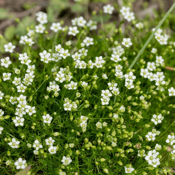 Irish Moss with dense green groundcover foliage