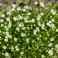 Irish Moss with dense green groundcover foliage