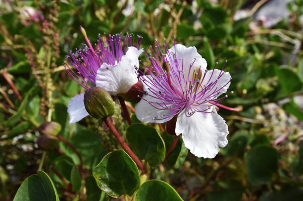 White Caper Flower Seeds for Planting, NON GMO Seeds