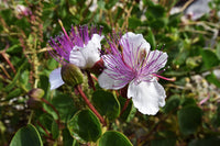 White Caper Flower Seeds for Planting, NON GMO Seeds