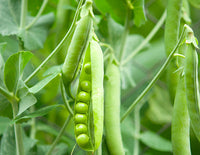 Healthy pea plants climbing a garden trellis with lush green foliage.
