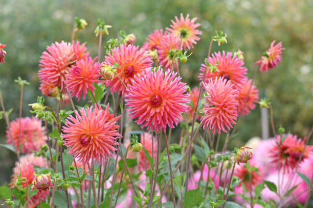 large (large scientific name) for planting in garden