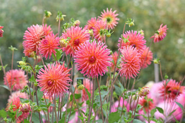 large (large scientific name) for planting in garden