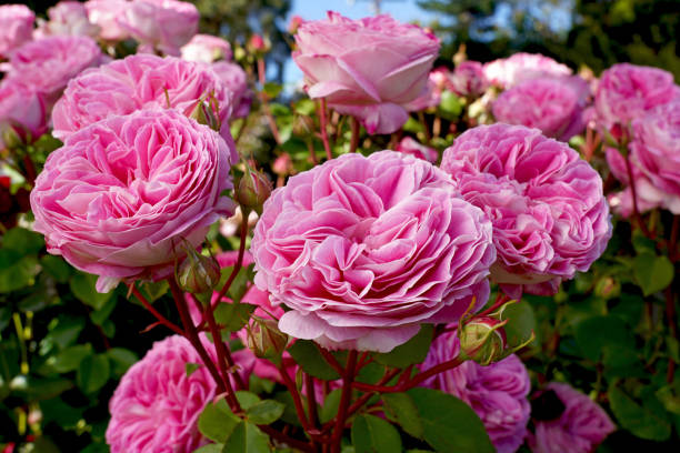Heirloom Rose Bonsai Flower Seeds for Planting – Non-GMO Garden Seeds for Mini Blooms