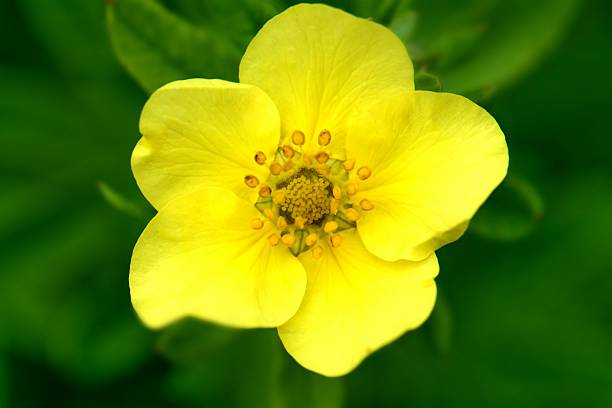Tormentil Flower Seeds for Planting - 100 pcs