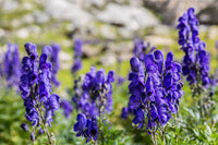 Wolfsbane Flower Seeds for Planting, Fresh-NON GMO Seeds