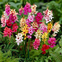 Ixia Magic Wand Mix flowers growing in a sunny garden