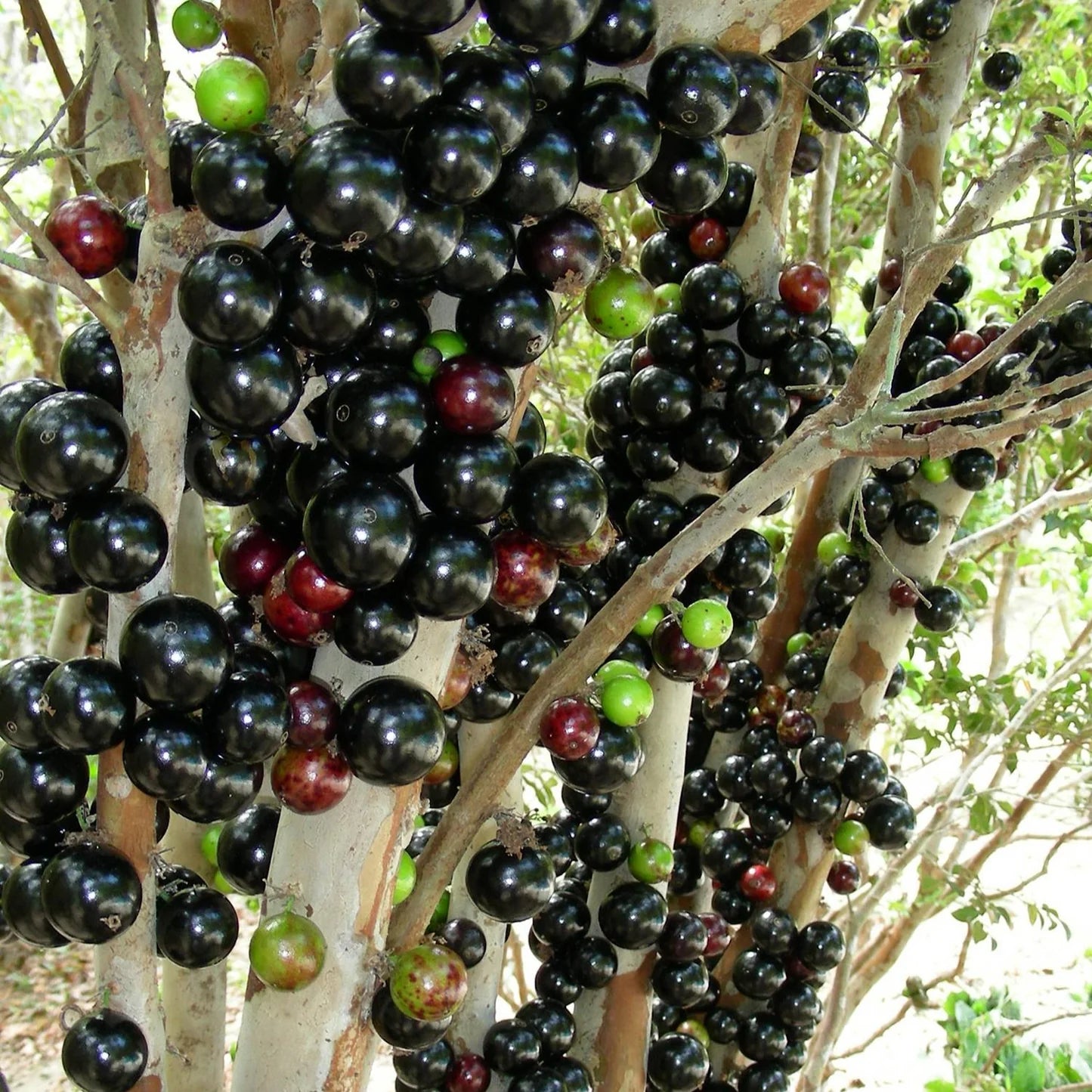 Jaboticaba fruit seeds for planting in home gardens and containers