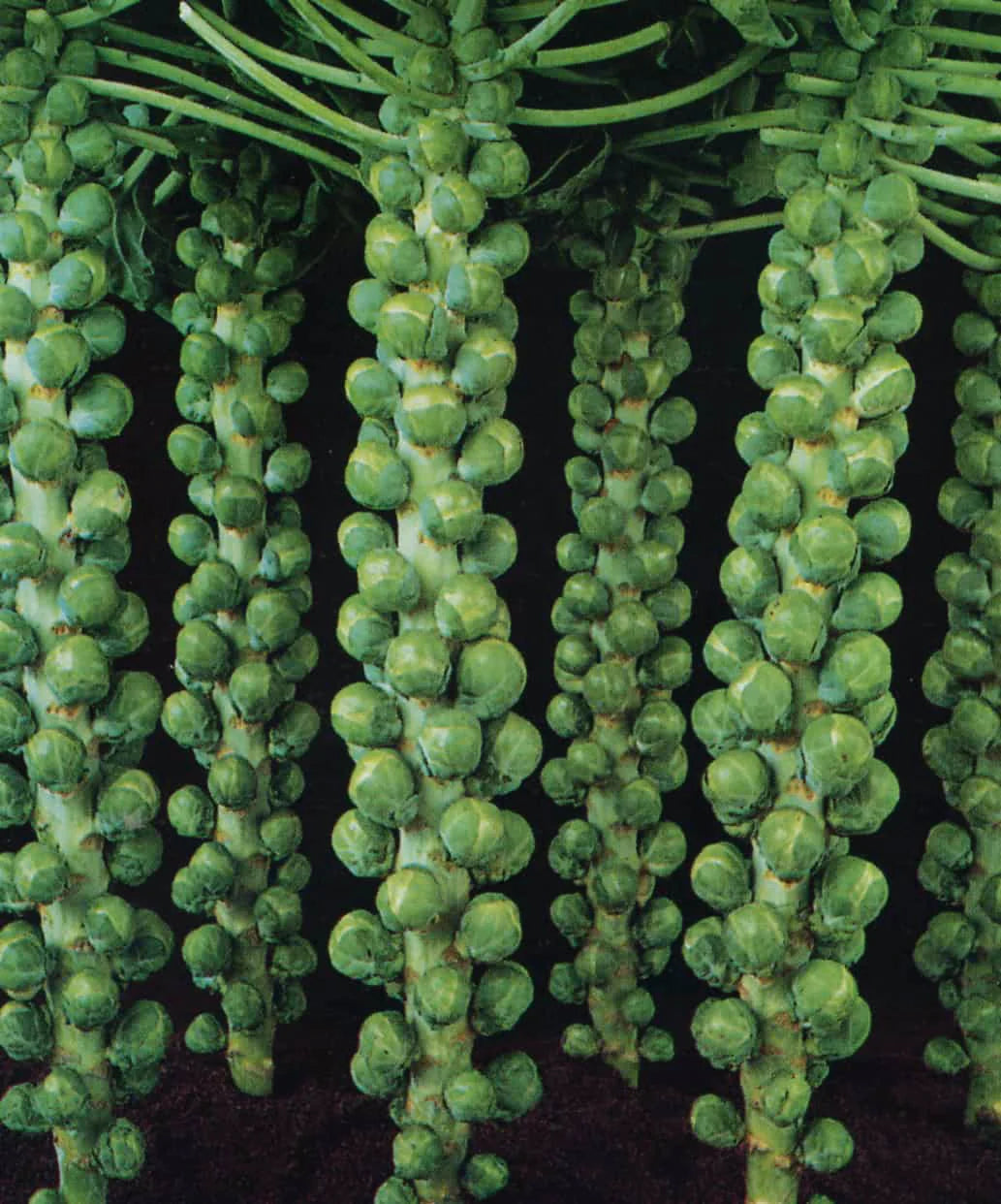 Jade Cross Brussels Sprouts Growing in Garden