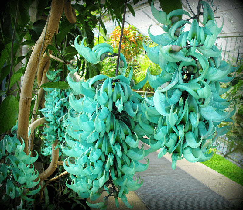 Jade Vine tropical flower seeds for ornamental vertical garden planting.