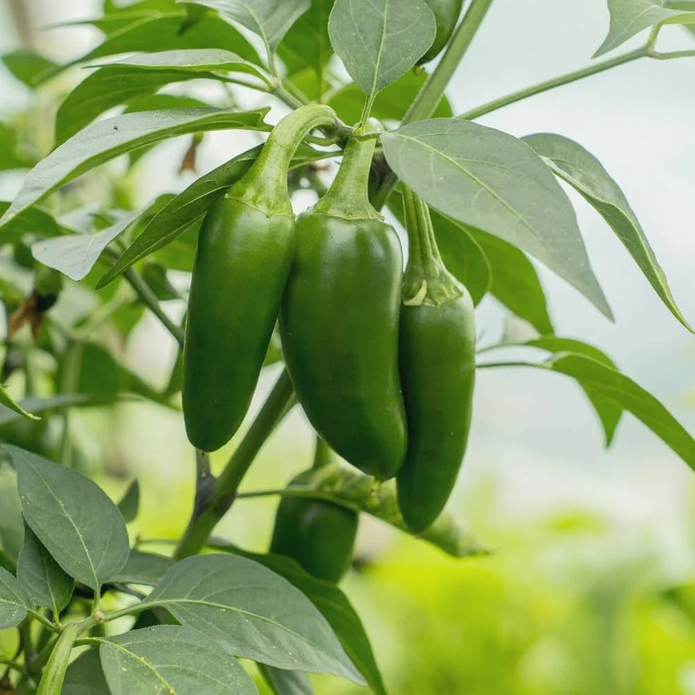Jalapeno Chili Pepper Plants Growing in Garden
