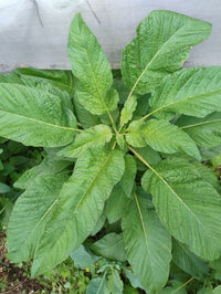 Healthy Jamaican Callaloo plants thriving in containers with lush green leaves