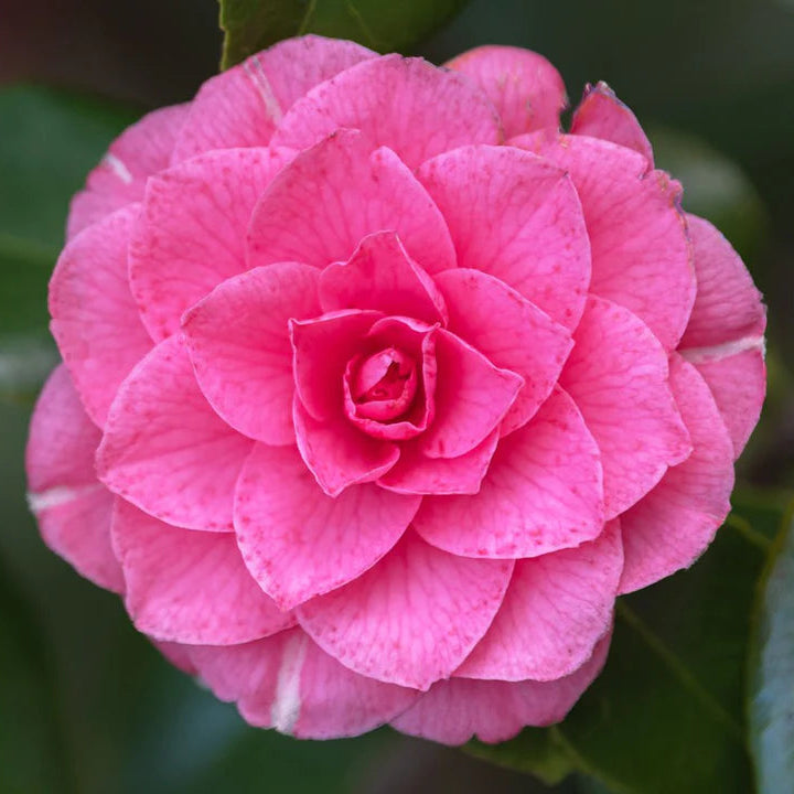 Camellia Flower Seeds – Heirloom, Non-GMO Seeds for Planting Elegant Garden Blooms