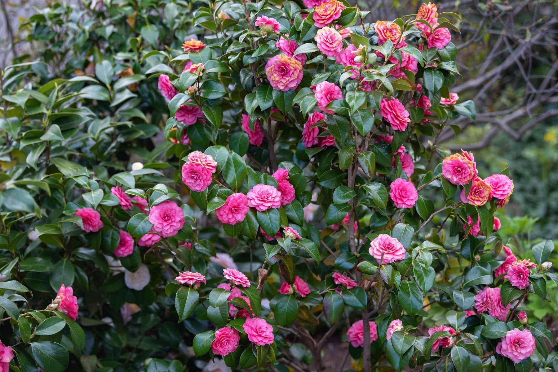 Heirloom Non-GMO Japanese Camellia Flower Seeds for Planting – Elegant Ornamental Garden Blooms