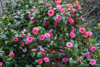 Heirloom Non-GMO Japanese Camellia Flower Seeds for Planting – Elegant Ornamental Garden Blooms