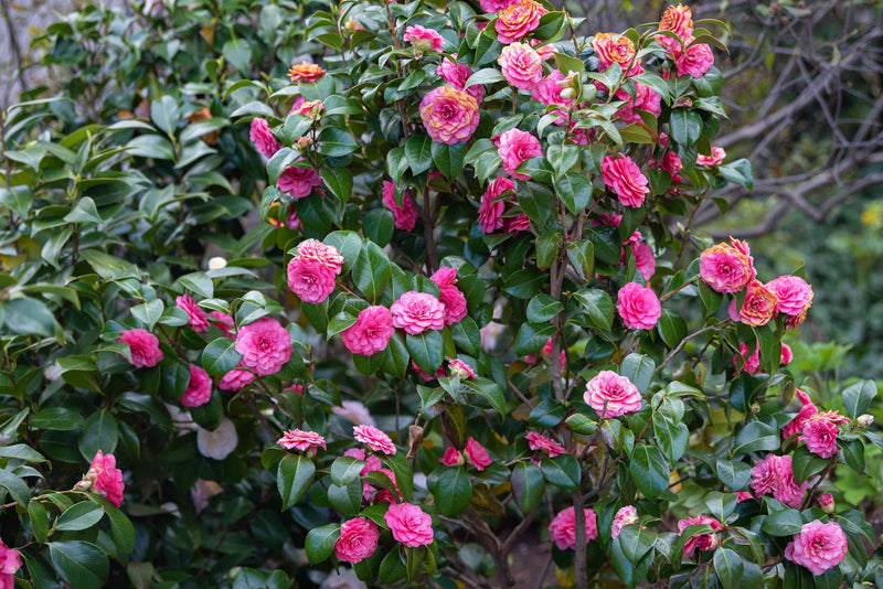 Heirloom Non-GMO Japanese Camellia Flower Seeds for Planting – Elegant Ornamental Garden Blooms - Non-GMO for planting in home garden