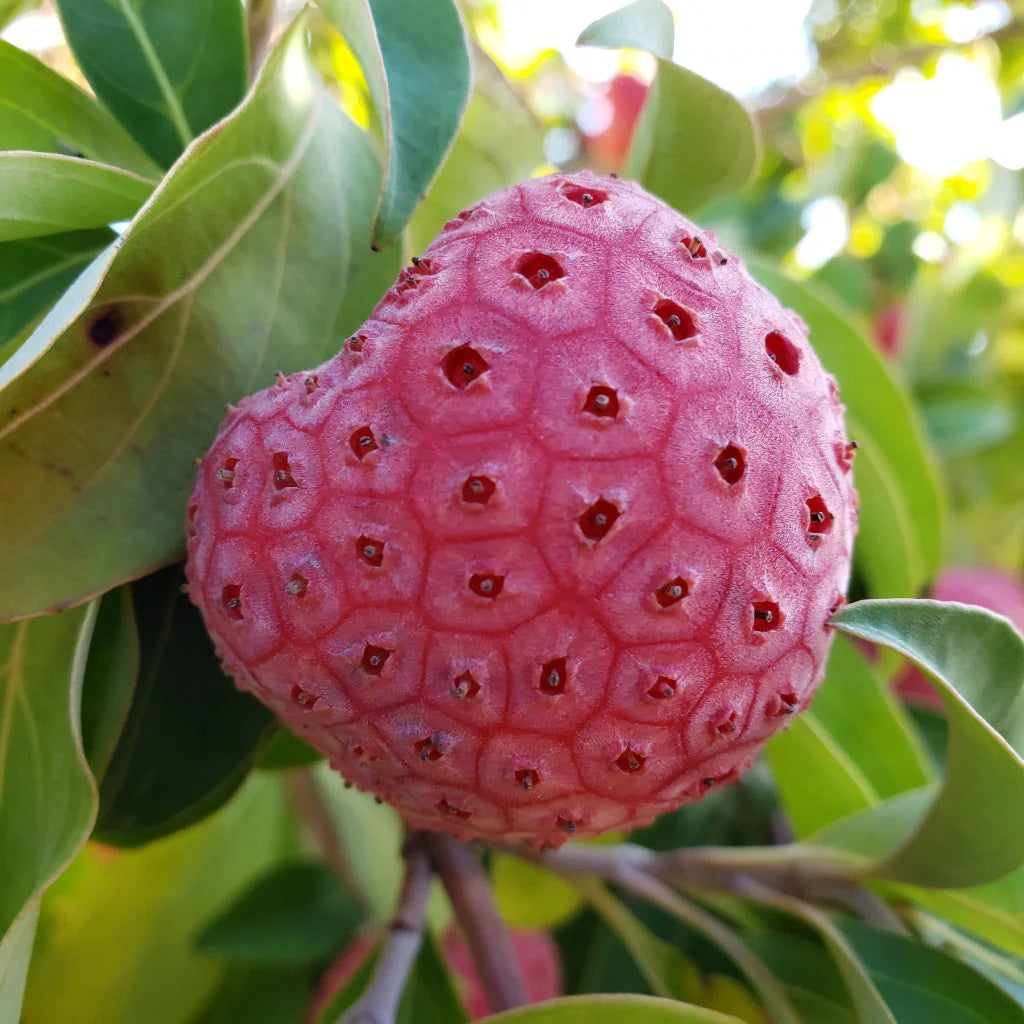 Kousa Dogwood Fruit Seeds