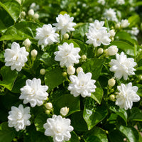Jasminum sambac flower seeds for home garden planting