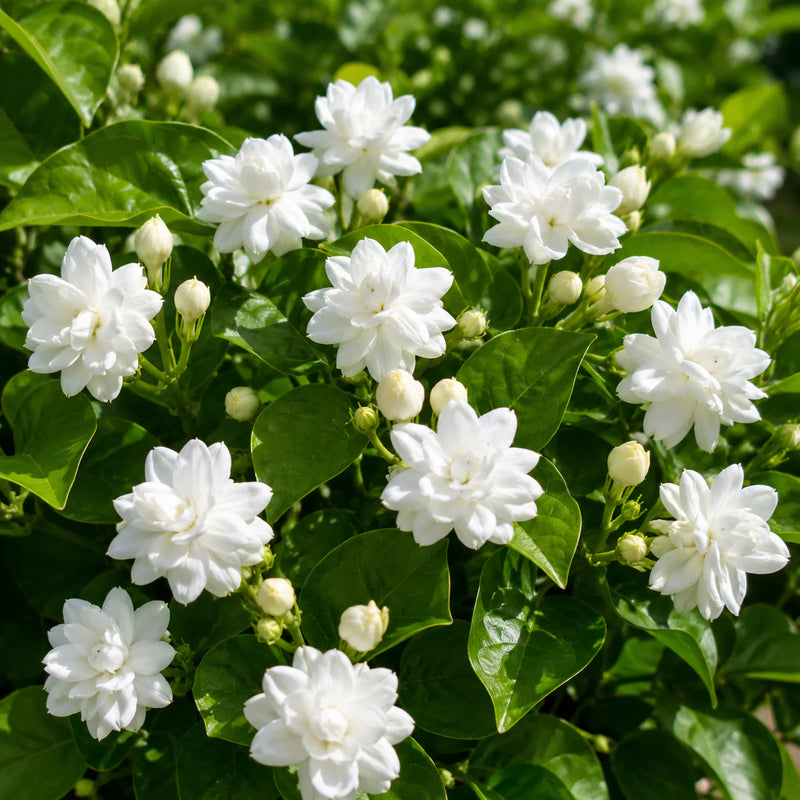 Jasminum sambac flower seeds for home garden planting