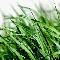 Cymbopogon martinii (Palmarosa) ? 100% Pure Essential Oil